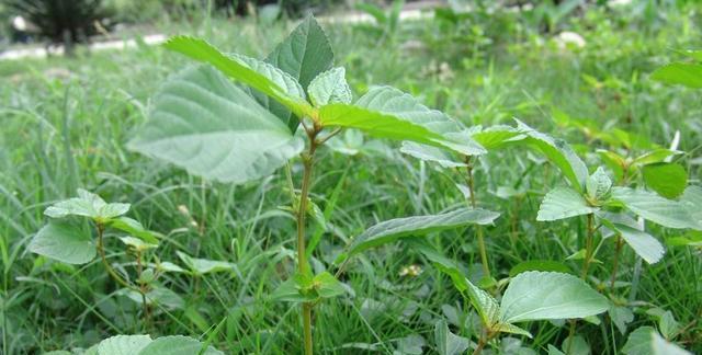 蚕豆的生长特点和种植技巧剖析（掌握这些要点）