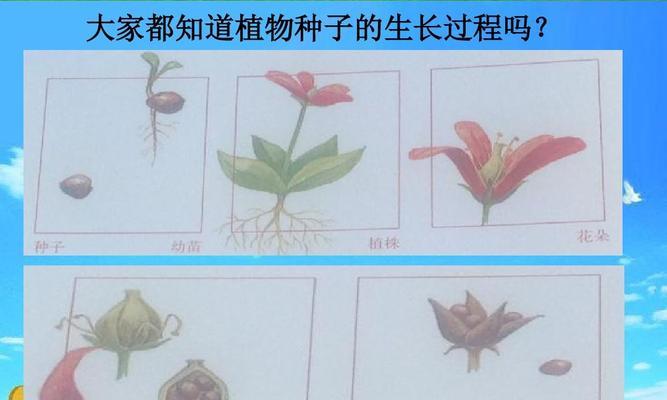 苍耳的种子传播方式剖析（苍耳靠什么传播种子）