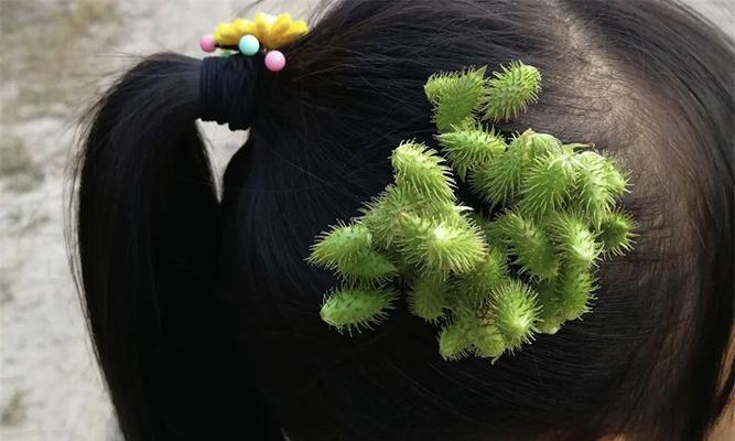 苍耳是被子植物，了解这种珍贵的草本植物（苍耳的形态特征）