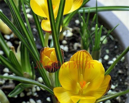 藏红花的盆栽种植方法（如何在家中种植出健康美丽的藏红花）