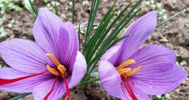 藏红花开花时间及花期（了解藏红花花期）