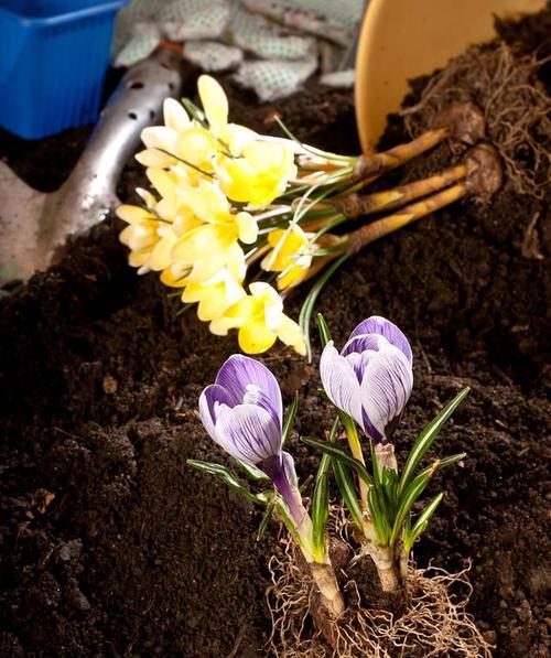 藏红花种植技术详解（时间、方法、技巧全掌握）