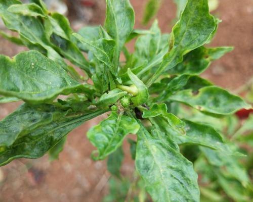 草莓病毒病的症状、防治及预防（了解草莓病毒病）