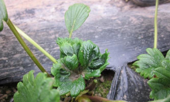 草莓不开花不结果的原因和解决方法（掌握关键技巧）