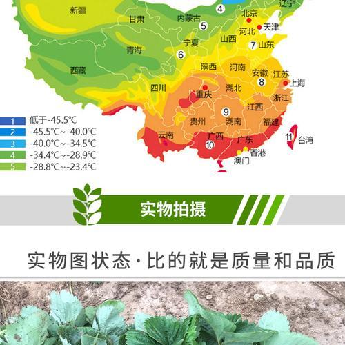 草莓的水分管理技巧（浇水时间、水量、频率应该如何）