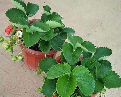 草莓室内种植指南（自家阳台也能吃到新鲜草莓）