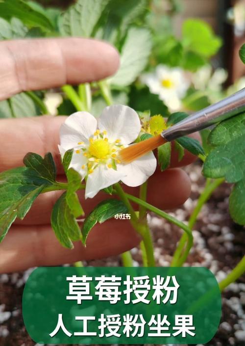 草莓苗开花结果需要多久（草莓苗生长周期及开花结果的时间表）