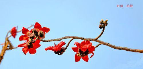 木棉花开，美丽寓意绽放（寓意传递爱与希望的美丽木棉花）