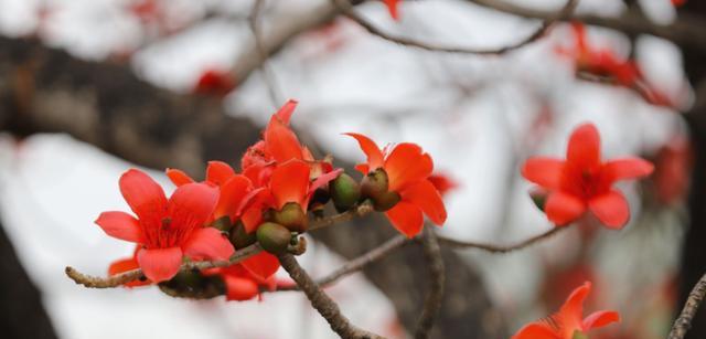 木棉花的美丽寓意（探寻木棉花的象征与内涵）