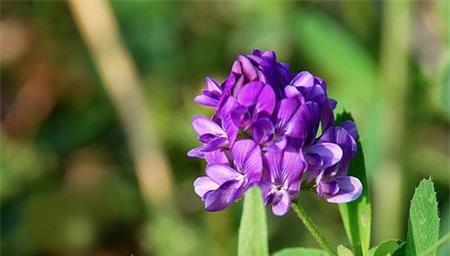 苜蓿花的花语及寓意（探索苜蓿花的花语）