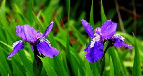 茑尾花的花语及其意义（探索茑尾花的神秘花语）