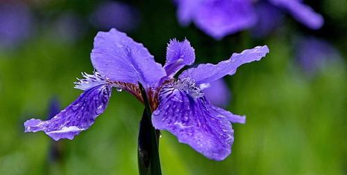 茑尾花的花语及其意义（探索茑尾花的神秘花语）