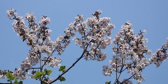 泡桐花的花语和寓意（探寻泡桐花的秘密和象征意义）