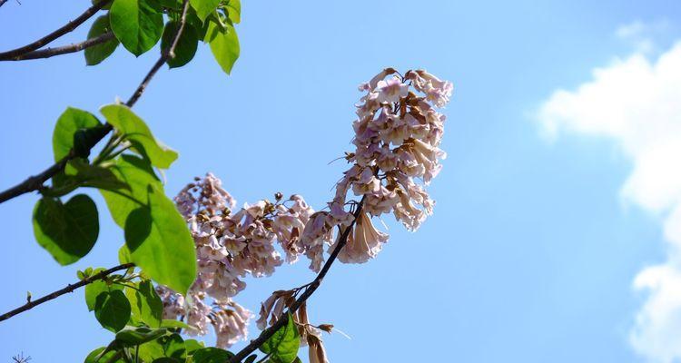 泡桐花的花语及传说（传说中的泡桐花）