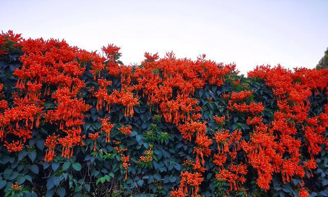 炮仗花（炮仗花花语及其象征意义）