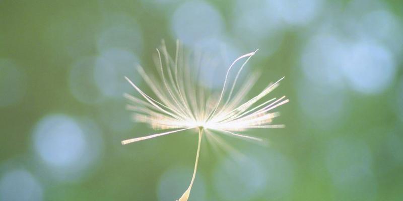 蒲公英花语与象征意义（用蒲公英解读生活的变数与无限可能）