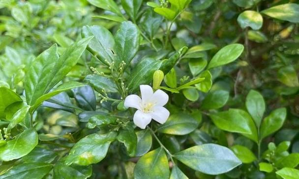 七里香的花语与意义（探寻七里香花语的深层内涵）