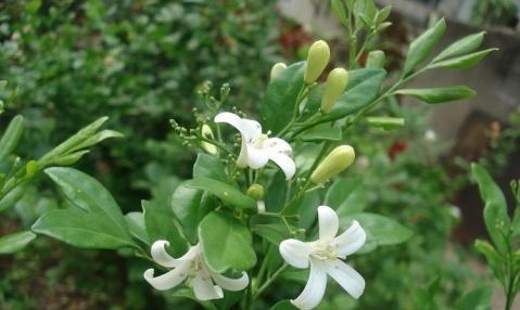 七里香的花语与意义（探寻七里香花语的深层内涵）