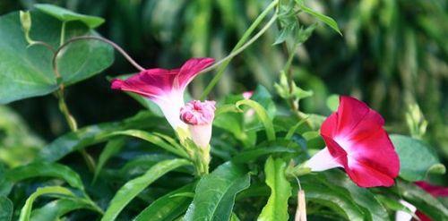 牵牛花的花语与魅力（探索牵牛花的深层内涵）