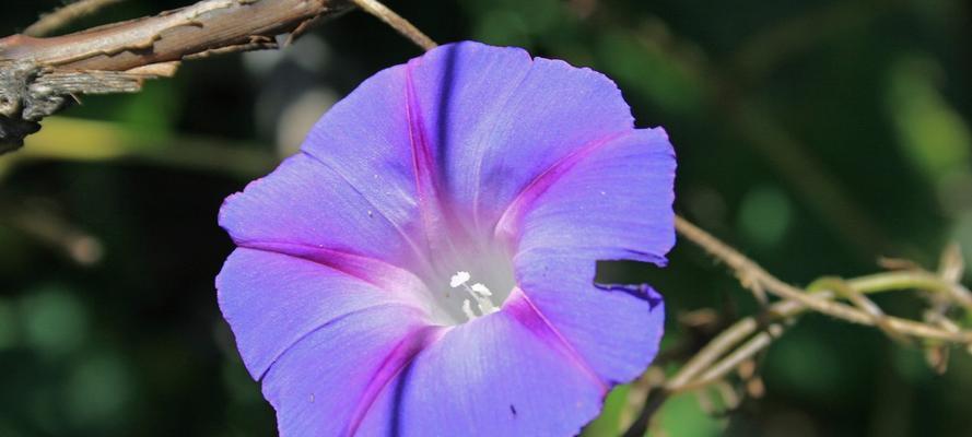 牵牛花的寓意与象征（探寻牵牛花的内涵和美丽）