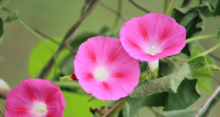 牵牛花的寓意与象征（探寻牵牛花的内涵和美丽）