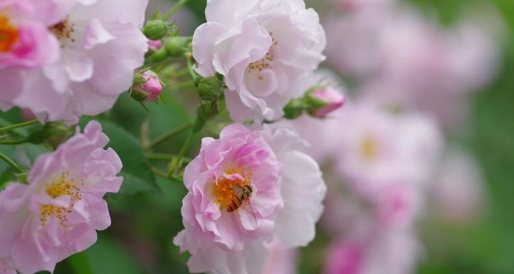 蔷薇花的花语与寓意（传递爱与美的象征——蔷薇花）