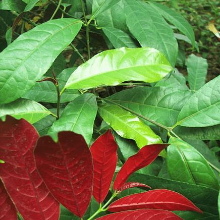 红背桂花（品味红背桂花开花的样子与味道）