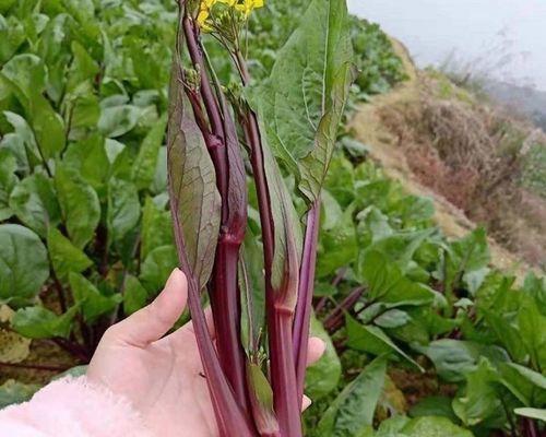 红菜苔种植指南（春季播种）