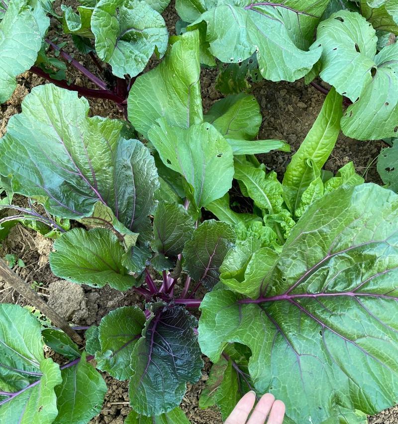 红菜苔种植技巧详解