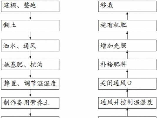 红菜苔种植全攻略（时间、方法、技巧一网打尽）