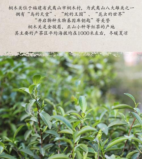 探秘红茶采摘时间及收获季节（从小叶种到茶叶成熟）