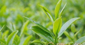 全球红茶产地推荐（探寻哪里的红茶最好）