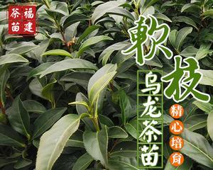 探究红茶的最佳品种（从品质）