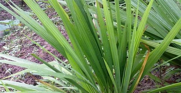 红葱头种植指南（了解适宜种植的时间）