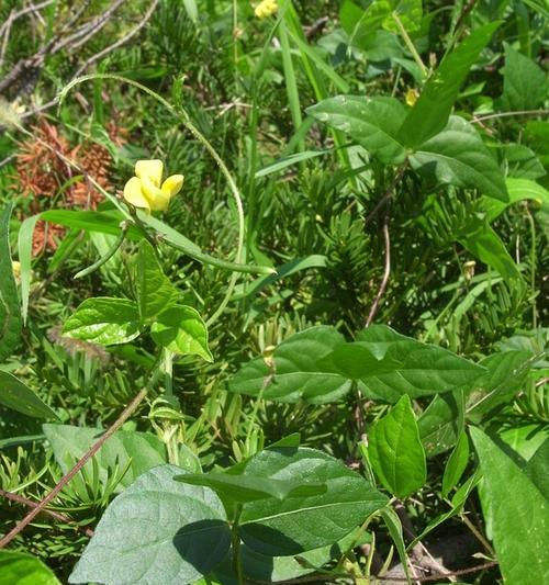 红豆花的醒花过程（了解红豆花的醒花）