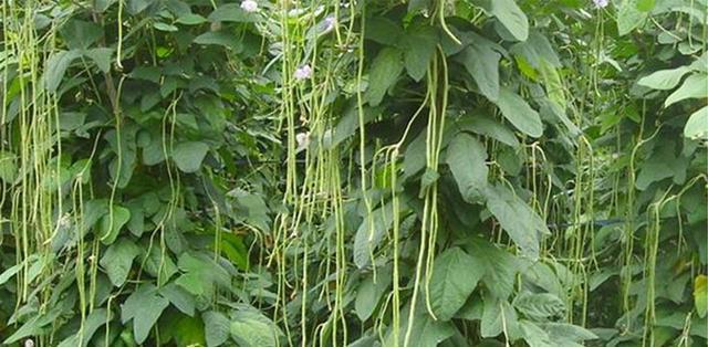 白芸豆种植时间和方法是什么？白芸豆的种植技巧有哪些？