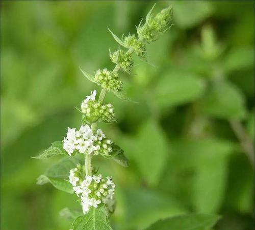 薄荷开花是什么样子？薄荷开花意味着什么？