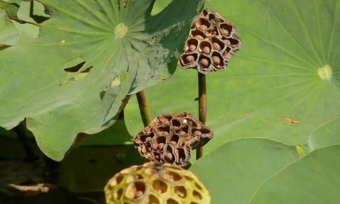 宝莲灯花有种子吗？宝莲灯花的繁殖方式是什么？