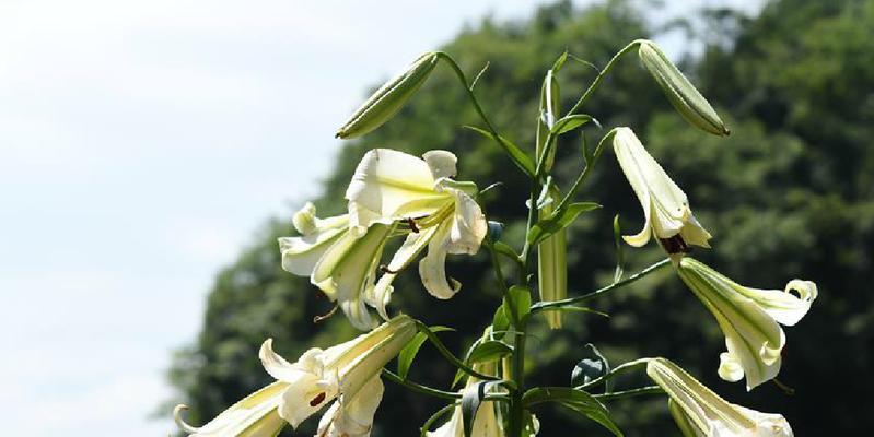 百合花怕冷吗？百合花的冬季防寒方法是什么？