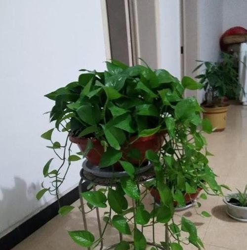 b2可以浇花吗？b2浇花的效果如何？