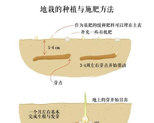 澳洲杉换土时间和方法是什么？澳洲杉的换土技巧是什么？