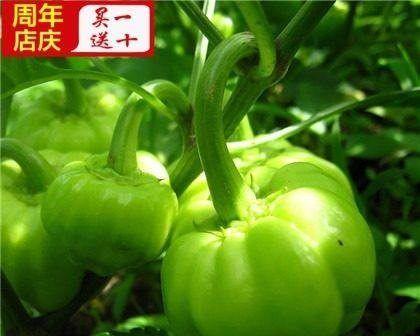 菜椒几月份种植合适？菜椒的最佳种植时间是什么？