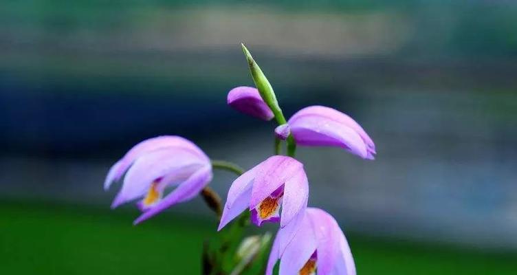 白芨什么时候开花？白芨的花语和寓意是什么？