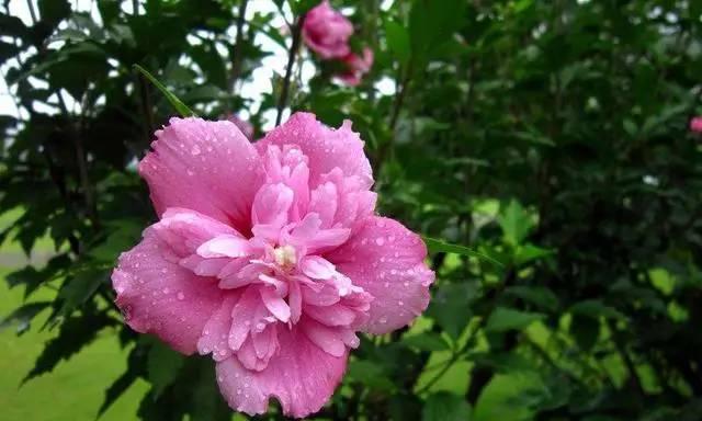 表示坚强的花花语是坚强的花有哪些？坚强的花的花语是什么？