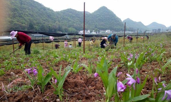 白芨种植时间与生长周期是什么？白芨的种植和生长周期是什么？