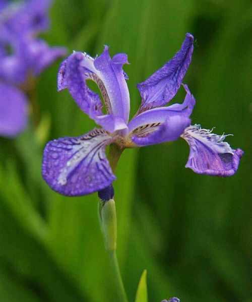 表示新生的花花语是新生的花？新生的花的花语是什么？