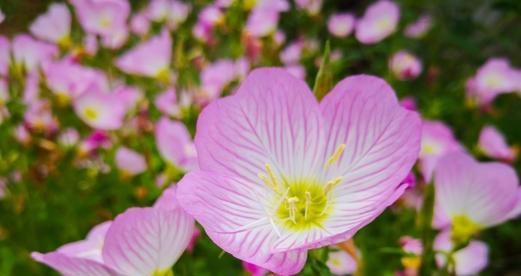 表示新生的花花语是新生的花？新生的花的花语是什么？