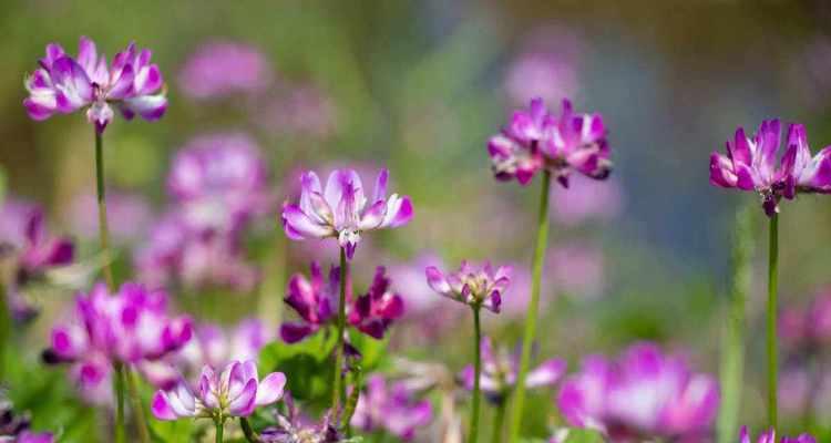 表示新生的花花语是新生的花？新生的花的花语是什么？