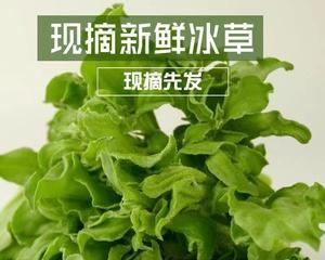 冰菜可以生吃吗？冰菜的食用方法是什么？