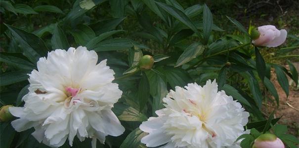 白芍什么时候开花？白芍的花期一般开多长时间？